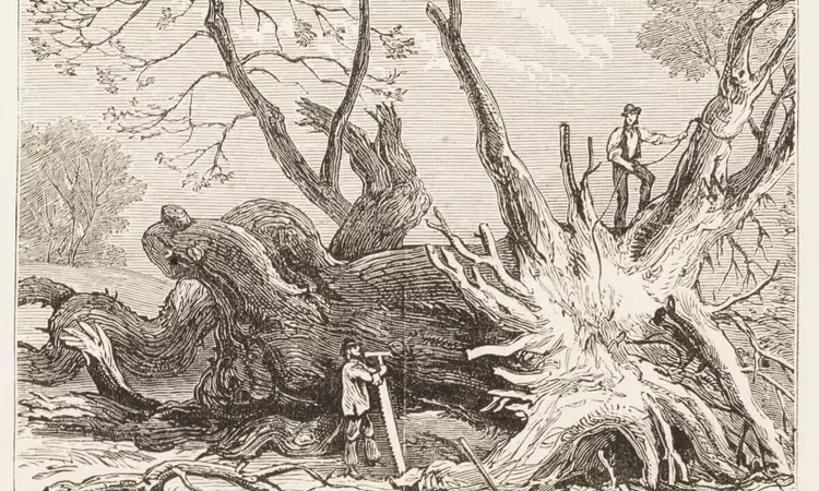 Illustration from 1881 depicting a fallen chestnut tree
