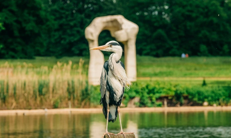 A heron, in front of a stone arch