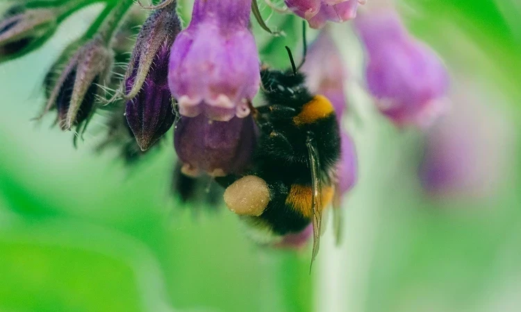 Queen Bee 