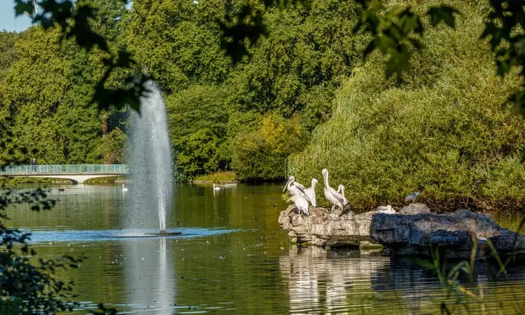 Duck island and trees in St. James's Park