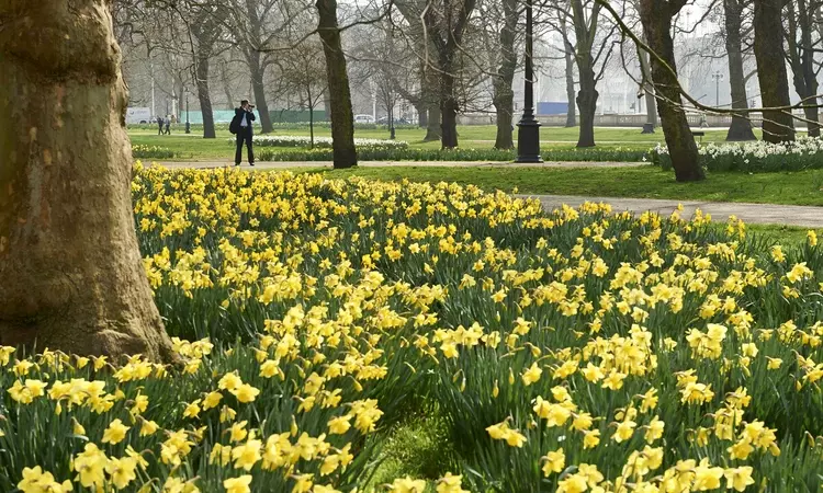 Spring daffodils in The Green Park