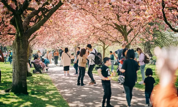 Crowds enjoying trees in bloom in Greenwich Park