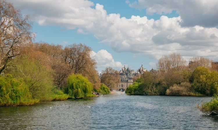 Trees of St James's Park