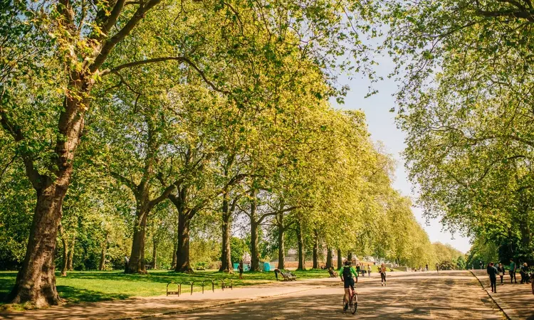 Ancient Trees Walking Tour in Kensington Gardens