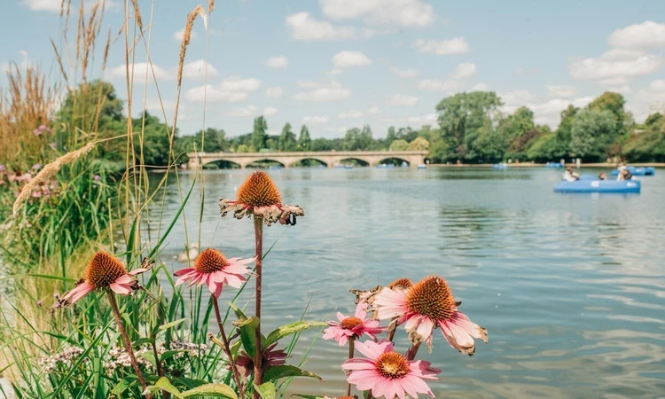 View of the Serpentine Bridge in summer in Hyde Park