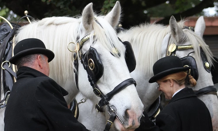 Shire horse carriage rides in Richmond Park