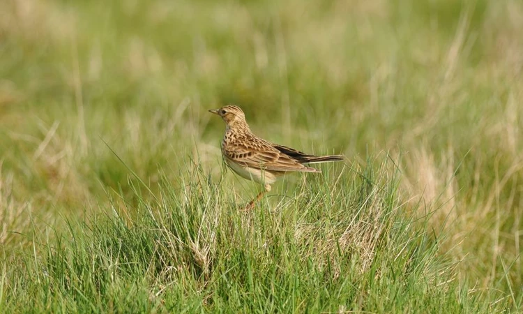 A skylark stood in the grass