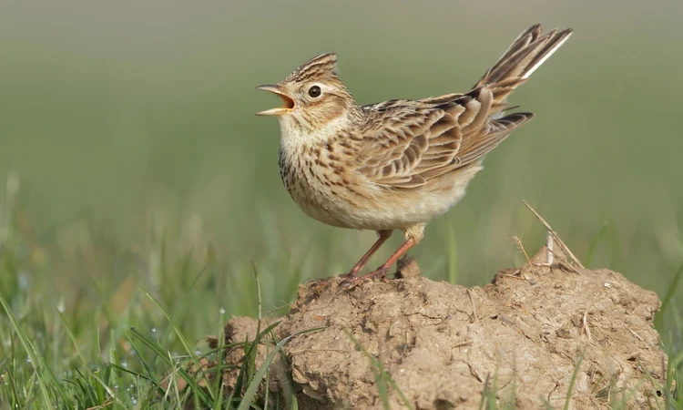 A skylark chirping