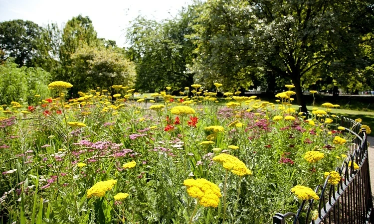 Spring wildflower border