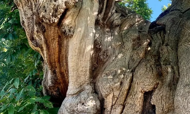 A close up of the tree trunk that it twisty and forks into two. 