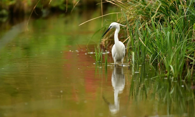 Wildlife_LP_Spring