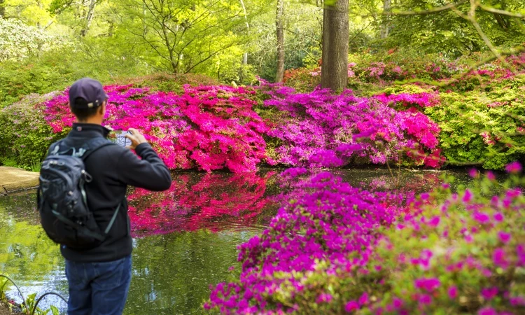 View of man with back to camera taking a picture of Isabella Plantation 