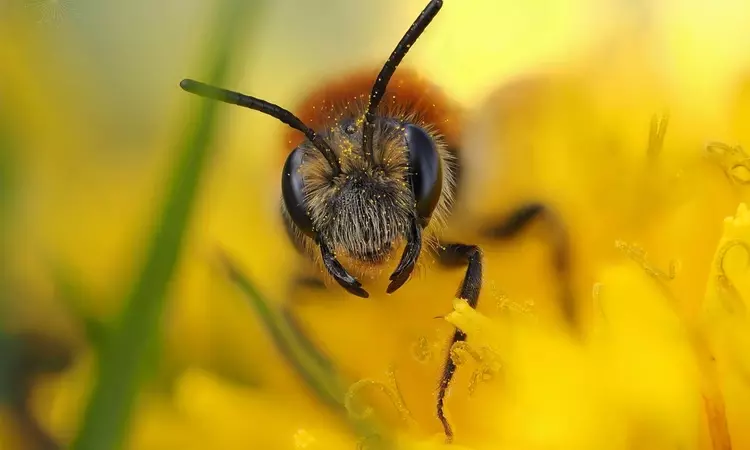 Extreme close up of a mining bee