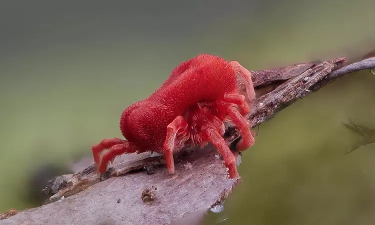 Extreme close up of a tiny red insect on some tree bark