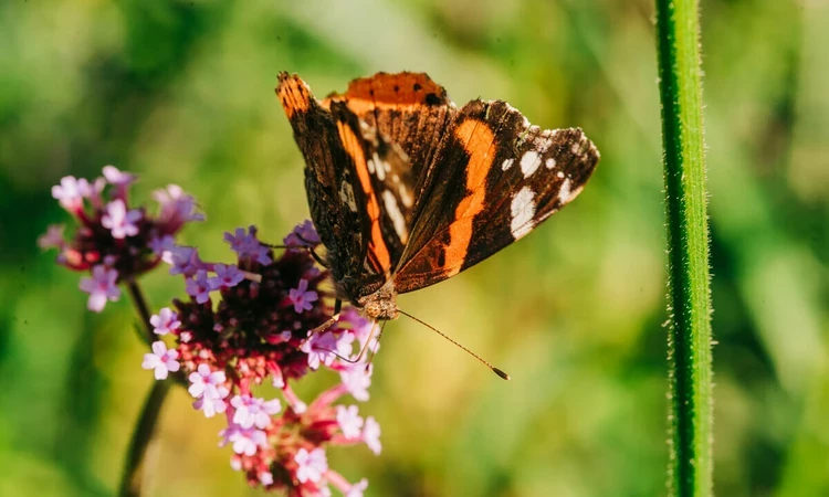 Red Admiral butterfly