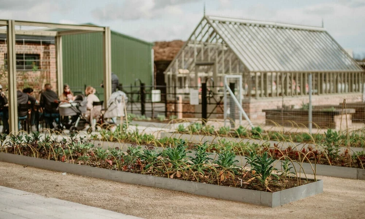 Community vegetable beds and greenhouse by the Ignatius Sancho Café.