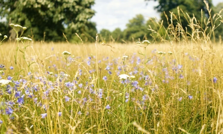 A wildflower meadow in Hyde Park