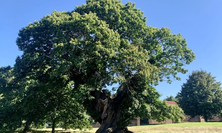 A photo of the nominated sweet chestnut in a park with green grass and blue sky.