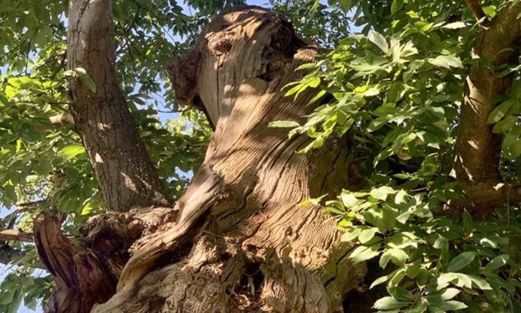 A view looking up the tree trunk from the ground look through the leaves.