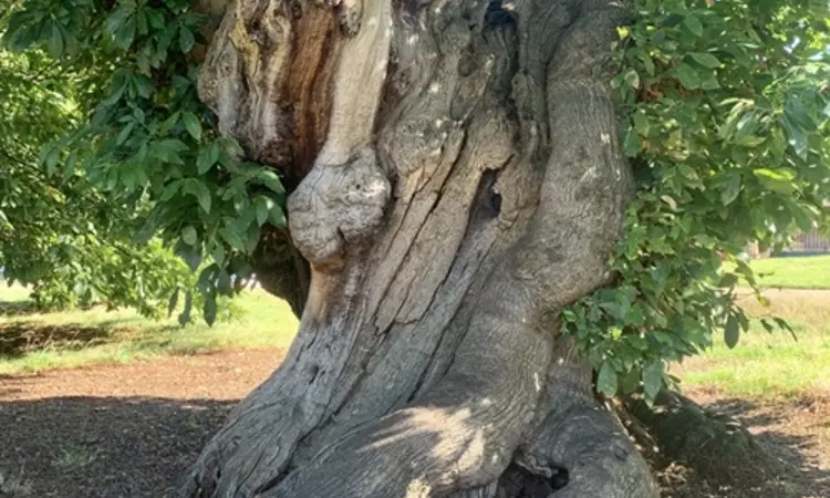 A photo of the Sweet Chestnut trunk in Greenwich Park.