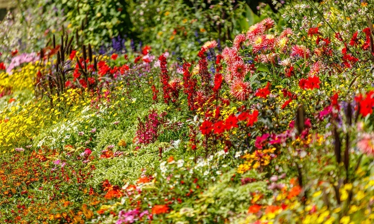 St. James's Park summer bedding