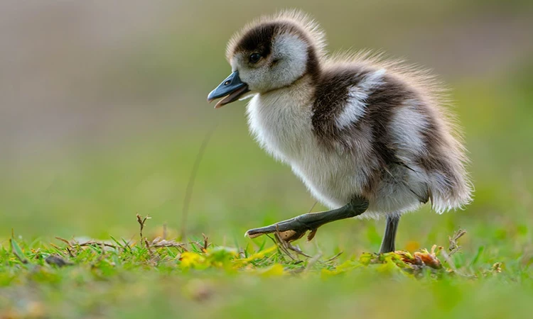 A gosling taking a walk