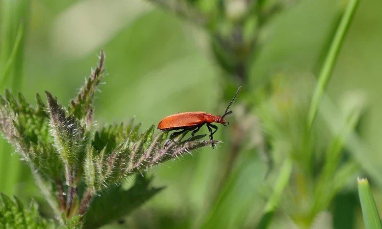 A black-headed cardinal beetle perched on a nettle leaf