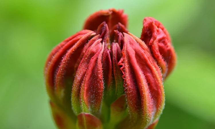 A red flower bud starting to open