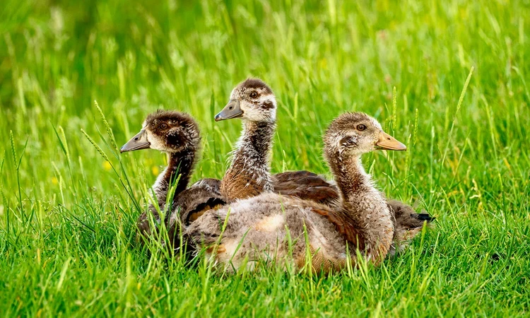 3 goslings sitting on grass