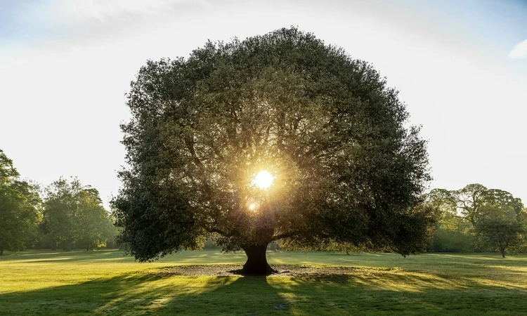 Sunlight shining through the middle of a leafy green tree 