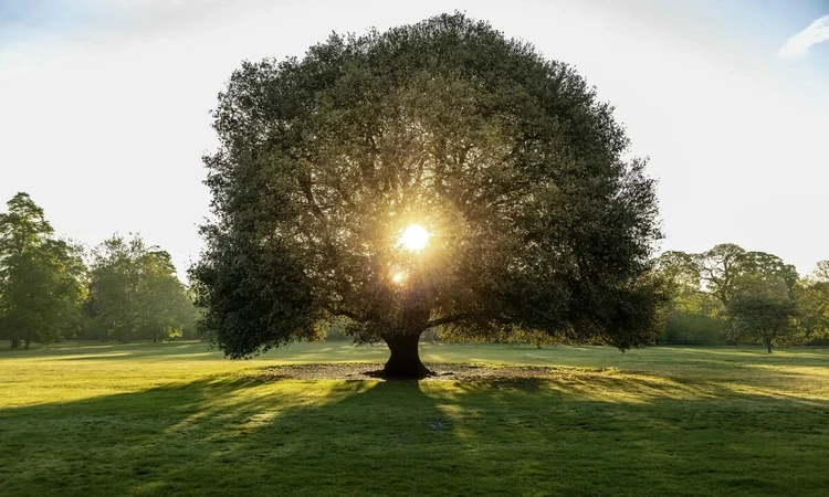 Sunlight shining through the middle of a leafy green tree 