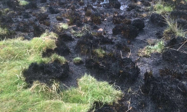 Fire damage to grass in Richmond Park