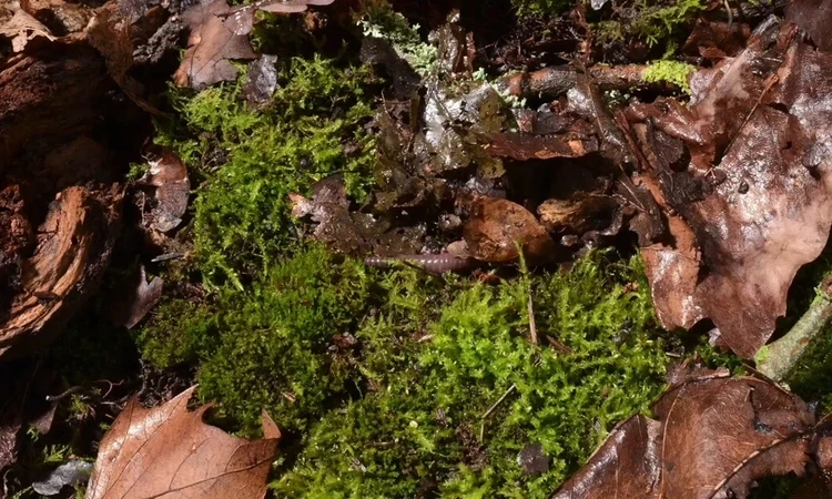 Soil and leaves on the ground