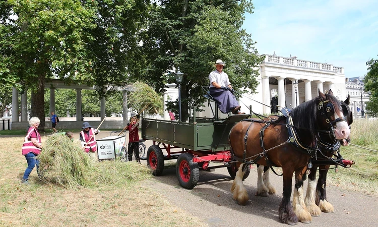 Shire horses patiently waiting for hay to be loaded into their cart