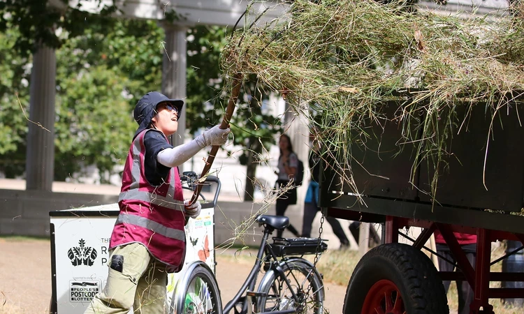 A volunteer puts hay into a horse-drawn cart