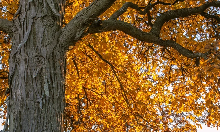 Tree in Greenwich Park