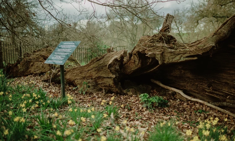 Queen Elizabeth's Oak, Greenwich Park