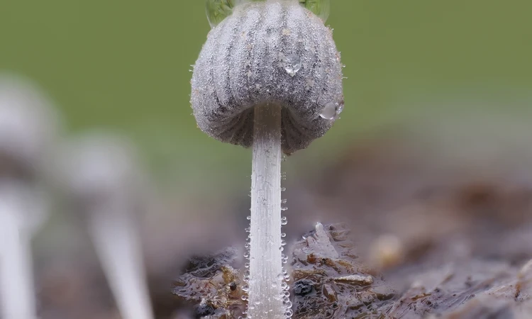The Coprinoid Fungi