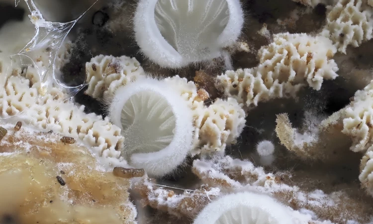 Close up of Fungi called Crepidotus TBC crust