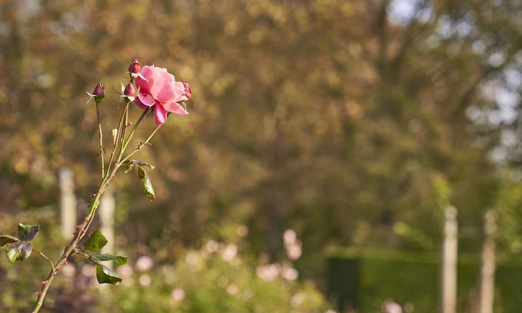 A pink rose in Hyde Park's Rose Garden