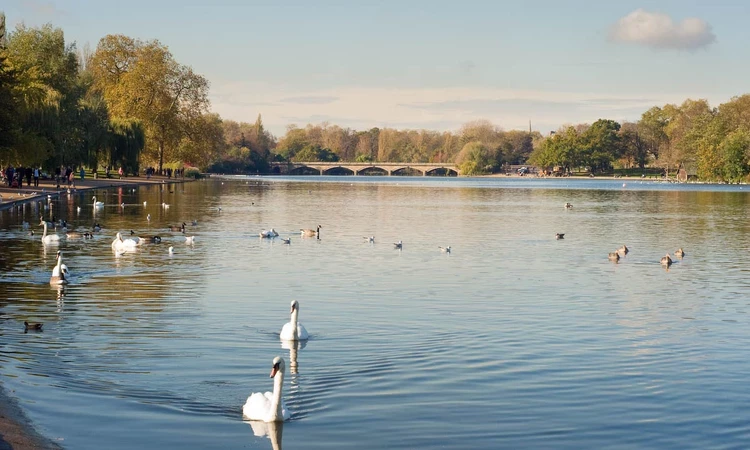 Swans on the Serpentine lake