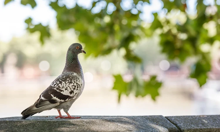Pigeon on the river wall