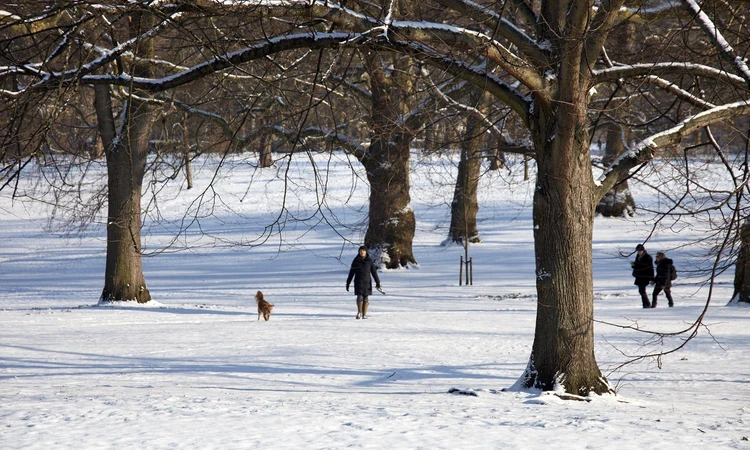 The Green Park in winter