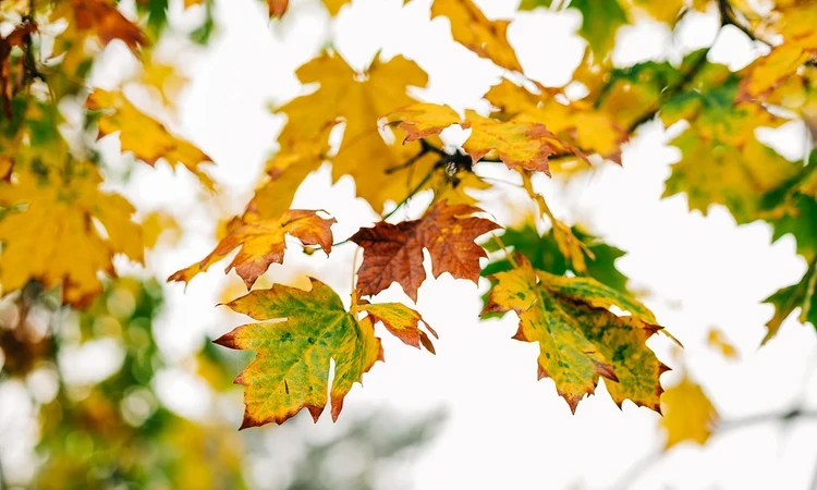 Autumn leaves