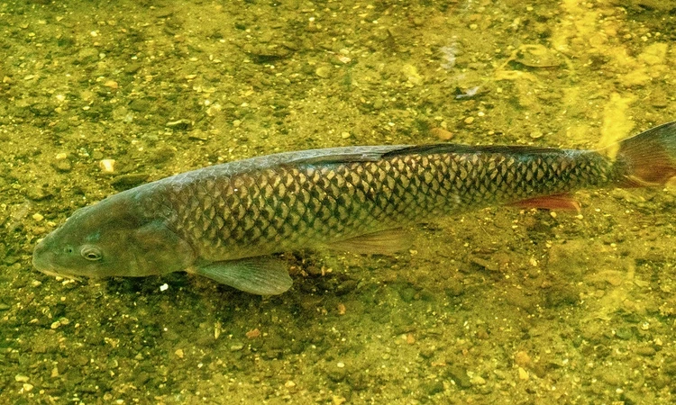 Fish