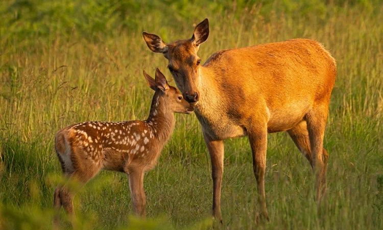Deer and fawn