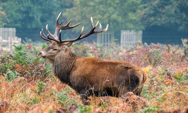 A stag among the ferns