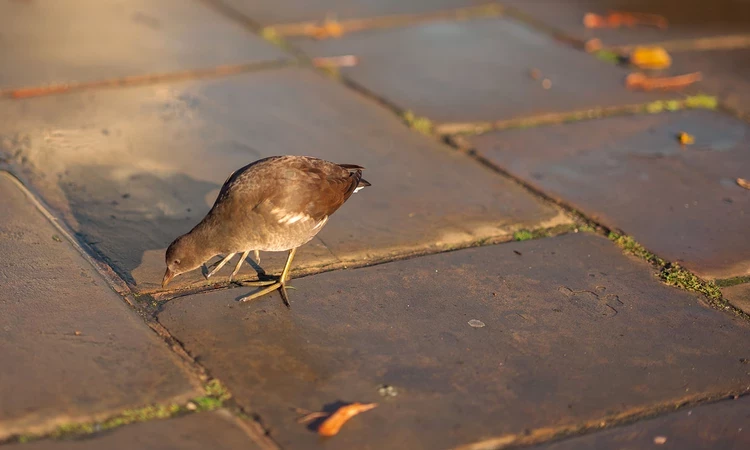 Small bird on the ground
