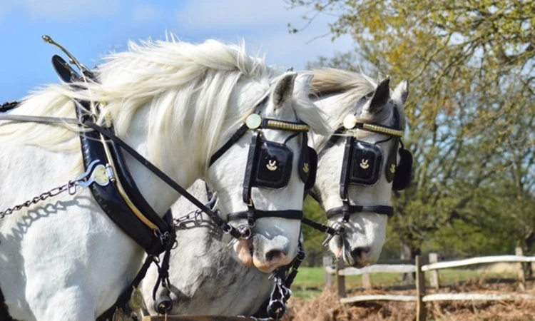 Close up image of two white Shire horses
