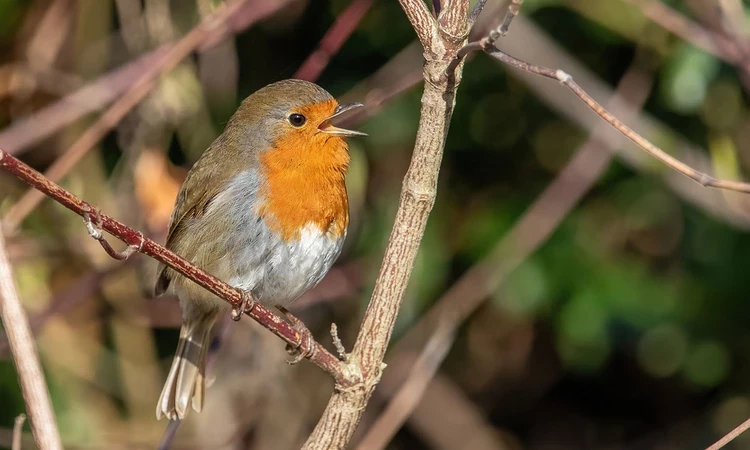 European robin singing